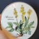 Round porcelain box Villeroy & Boch Botanica Agrimonia Eupatora collection