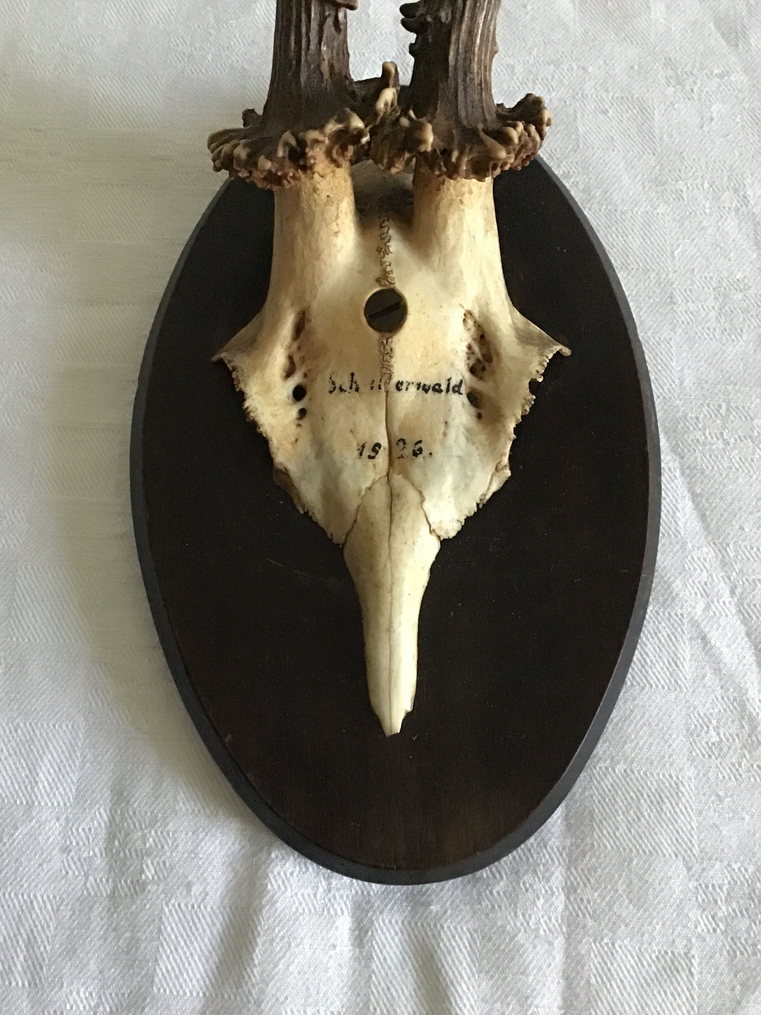 Old deer trophy