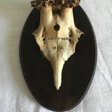 Old deer trophy