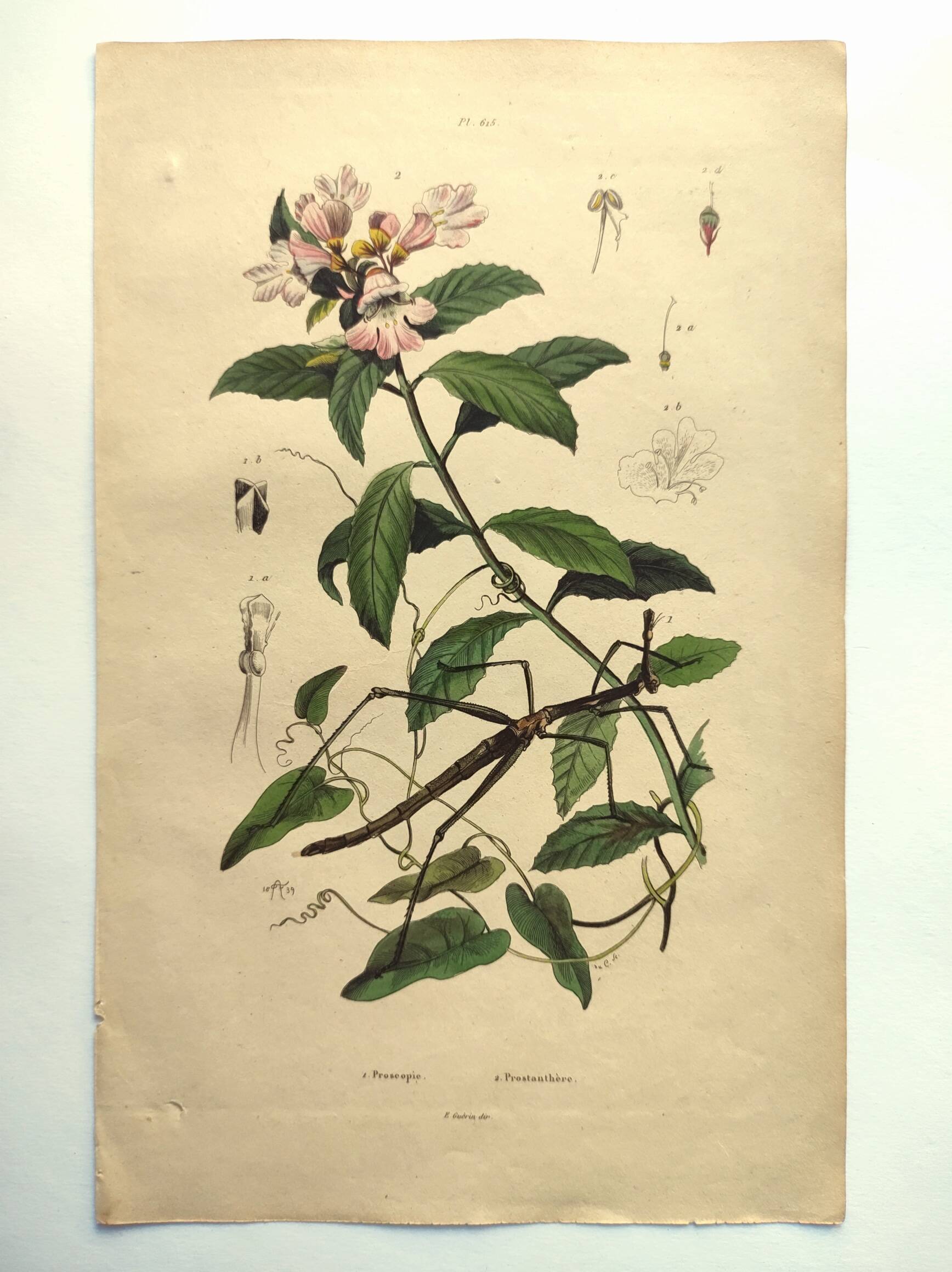 Antique engraving from 1839 - Prostenthère - Hand-colored plate