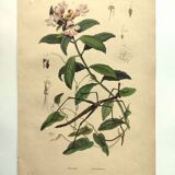 Antique engraving from 1839 - Prostenthère - Hand-colored plate