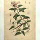 Antique engraving from 1839 - Prostenthère - Hand-colored plate