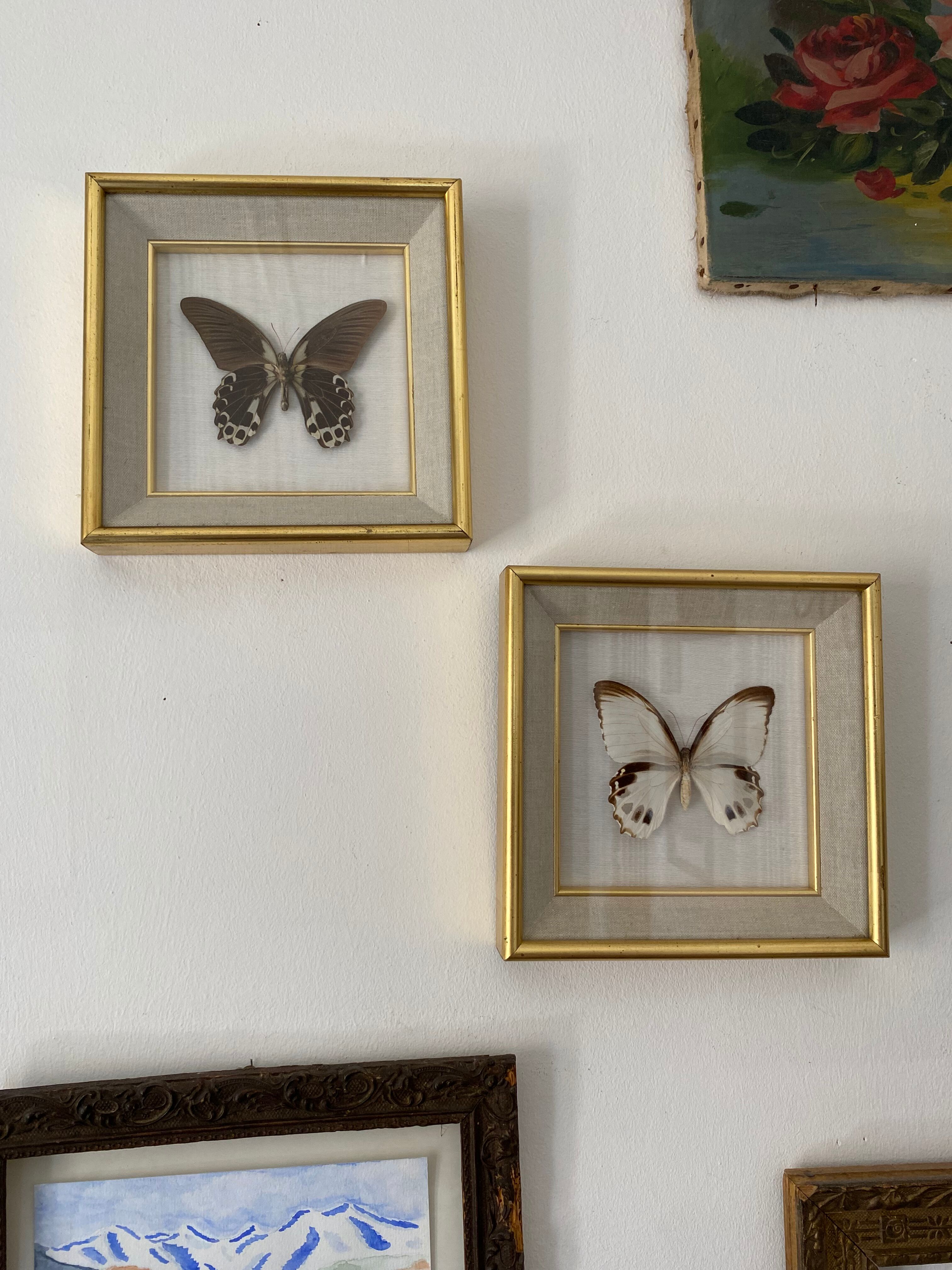 Naturalized butterfly frame, Papilionaceous argeus Borneo.