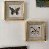 Naturalized butterfly frame, Papilionaceous argeus Borneo.