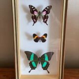 3 stuffed butterflies framed