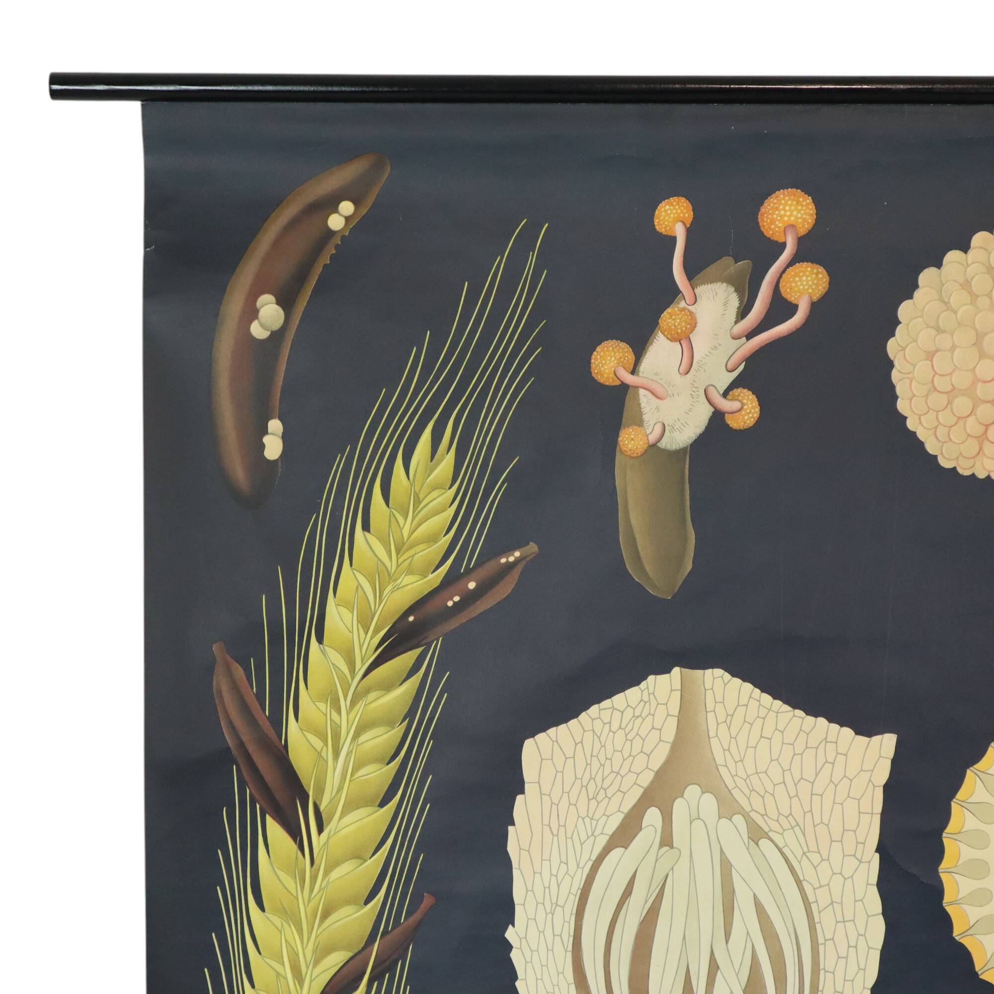 Large Vintage School Map Ergot Fungus Jung Koch Quentell