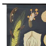 Large Vintage School Map Ergot Fungus Jung Koch Quentell