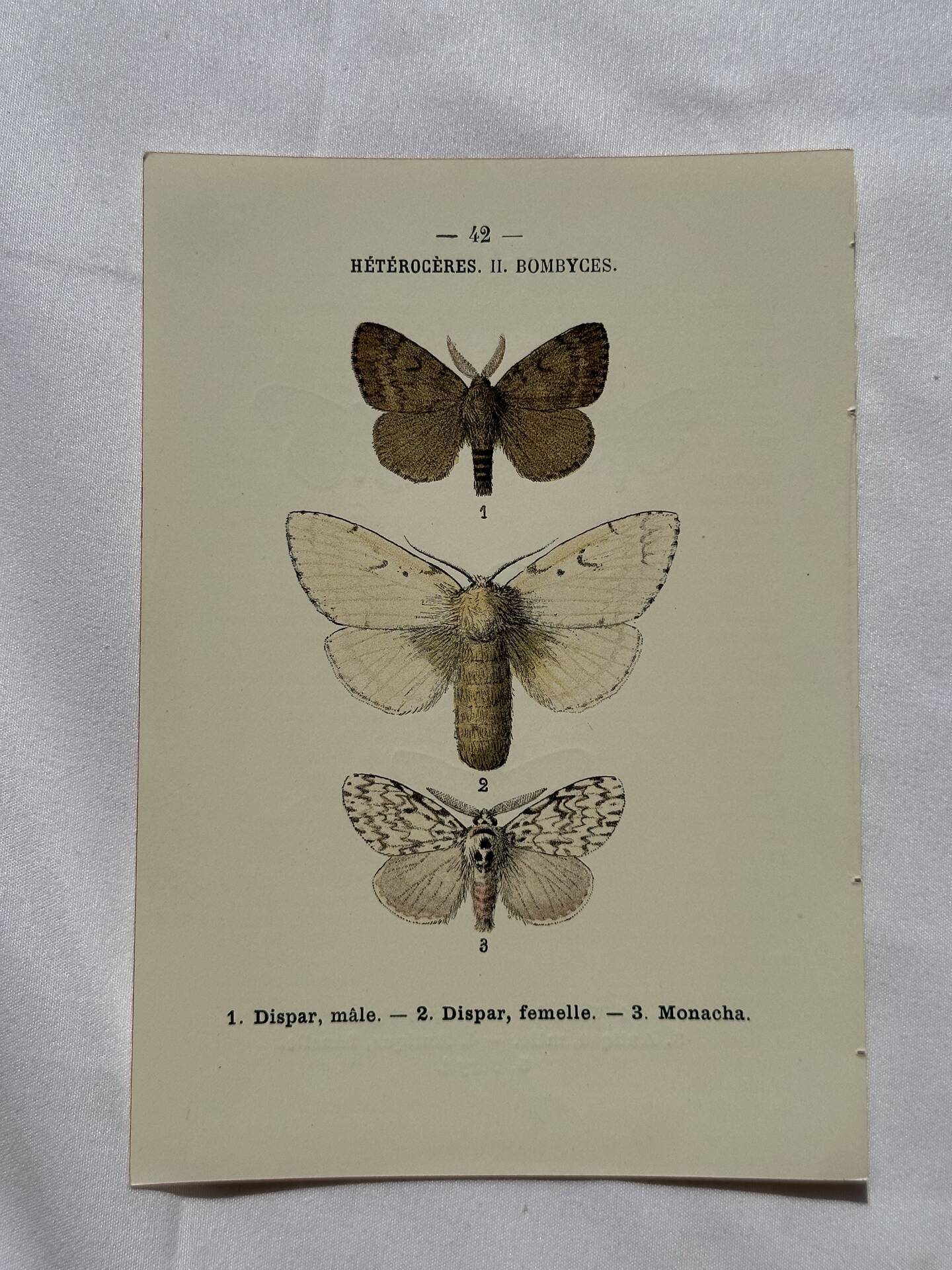 Botanical Plate 1800 Old Naturalist Engraving 19th Century Double-Sided