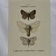 Botanical Plate 1800 Old Naturalist Engraving 19th Century Double-Sided