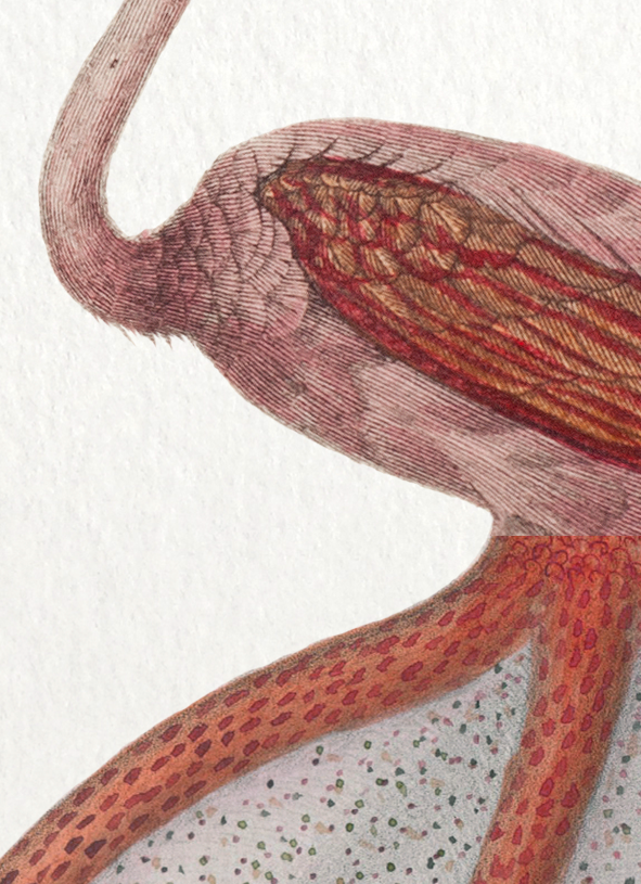 Chimera lithography animal engraving - the pink blazing