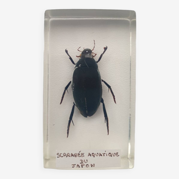 Insecte inclusion résine -
scarabee aquatique du japon
curiosité - n°32