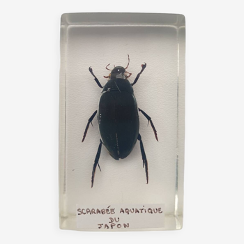 Resin inclusion insect - japan aquatic beetle curiosity - no. 32