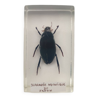 Insecte inclusion résine -
scarabee aquatique du japon
curiosité - n°32