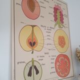 Rossignol school poster