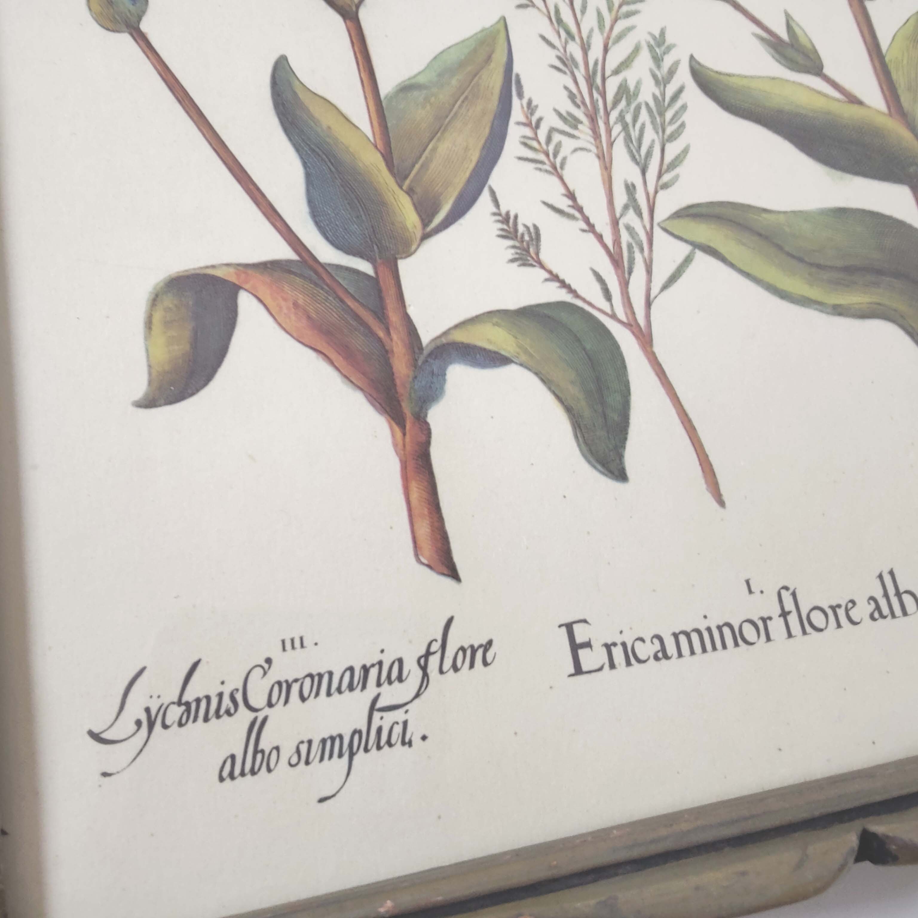 Botanical board wildflowers frame wood to pose