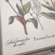 Botanical board wildflowers frame wood to pose