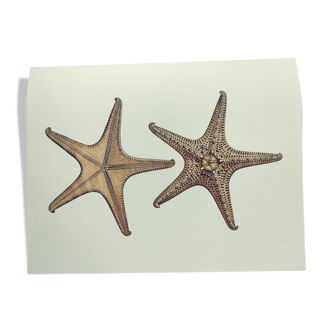 Old board - Starfish - Vintage illustration from 1970 - Starfish from Seychelles