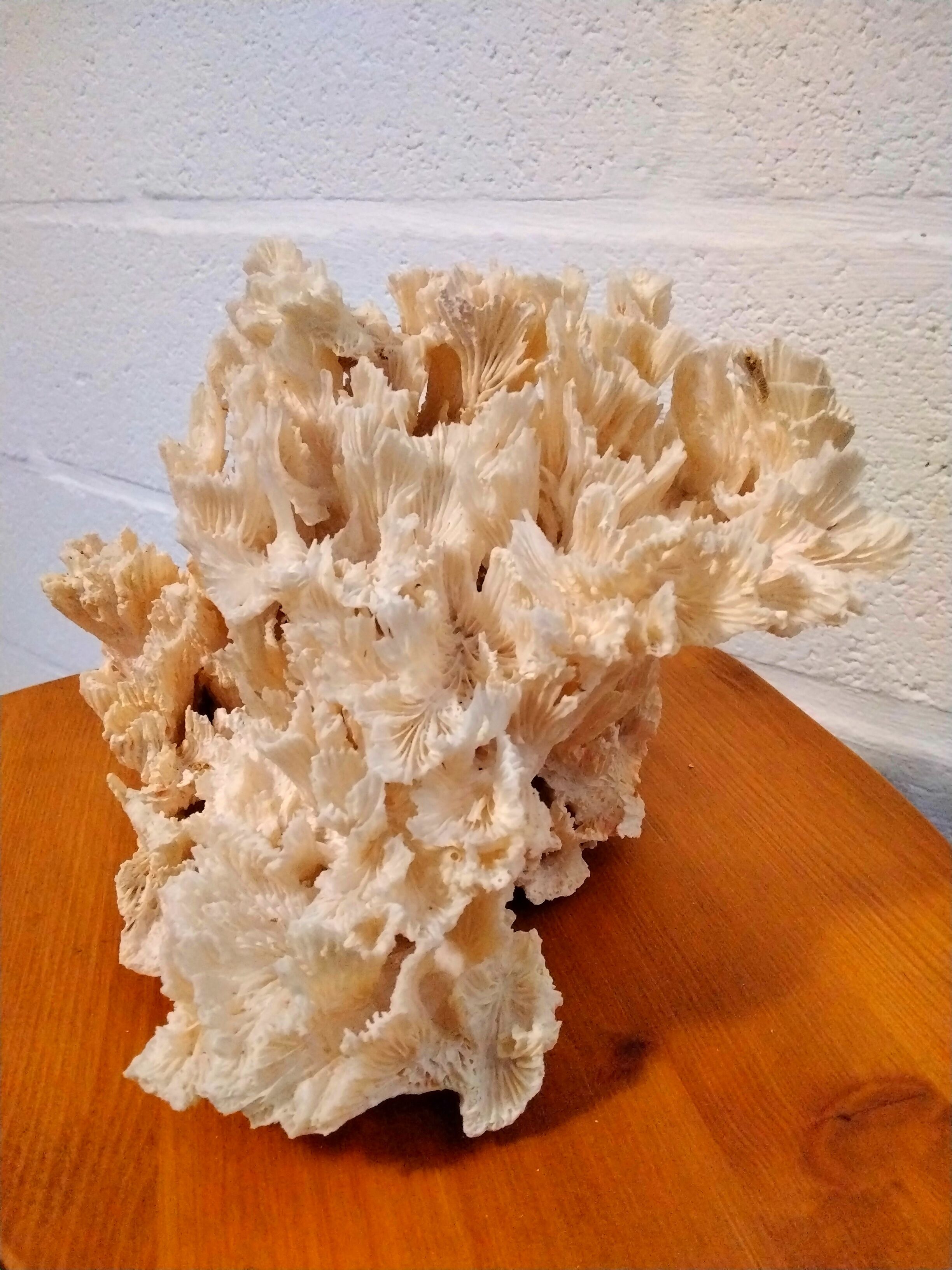 White coral