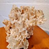White coral