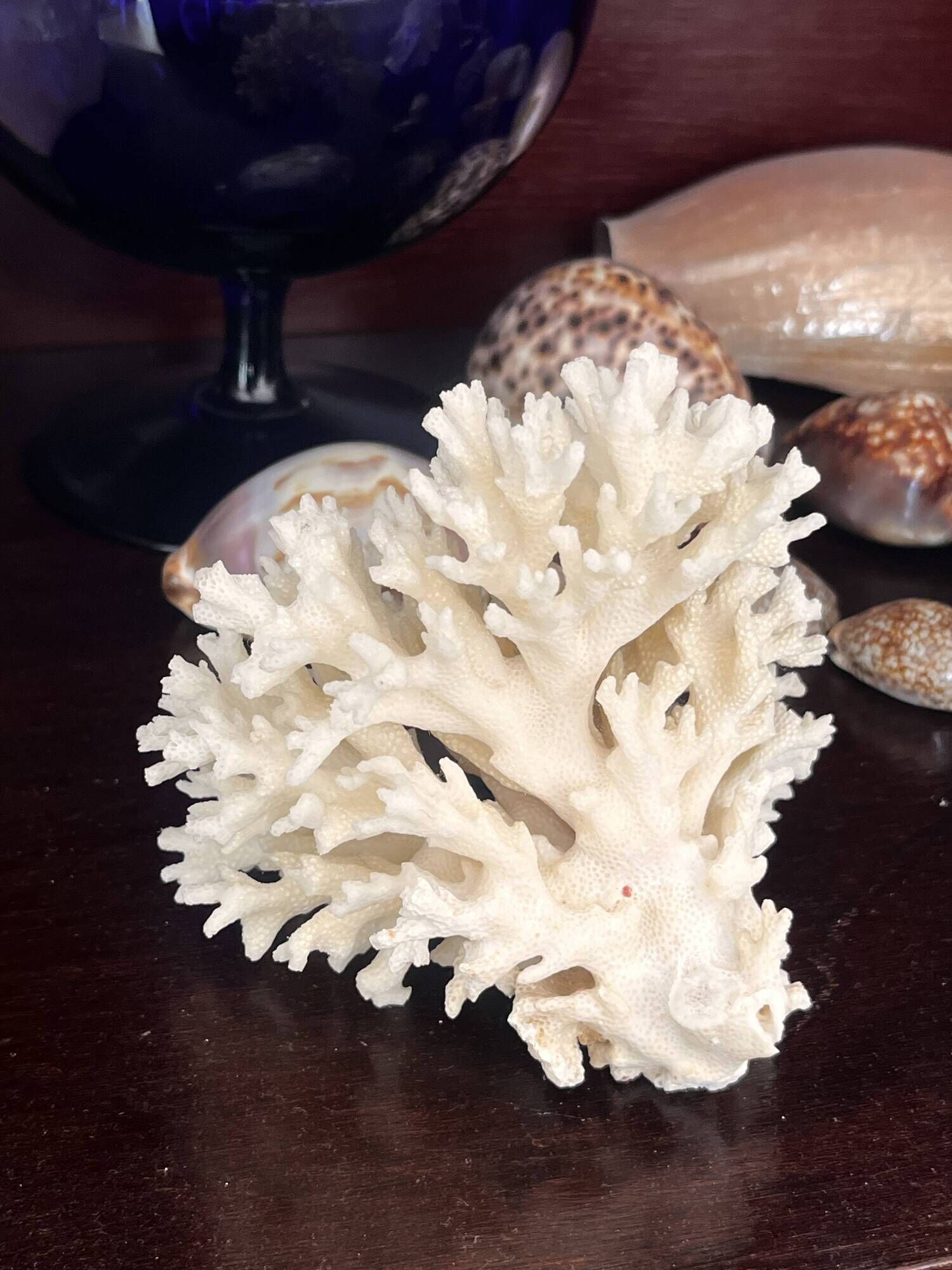 Ancient coral