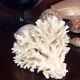 Ancient coral
