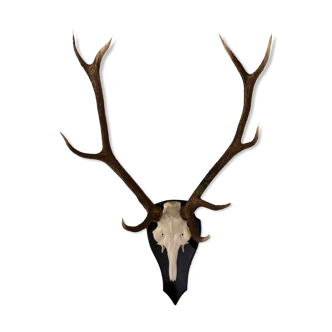 Massacre hunting trophy