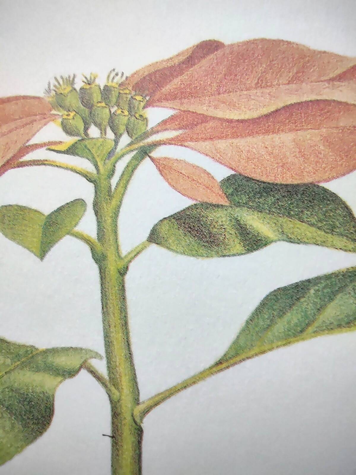Botanical engraving -Poinsettia Pulcherriima- Illustration of medicinal plants and herbs