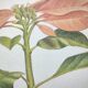 Botanical engraving -Poinsettia Pulcherriima- Illustration of medicinal plants and herbs