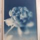 Cyanotype frame