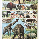 Ancient animal board 1922
