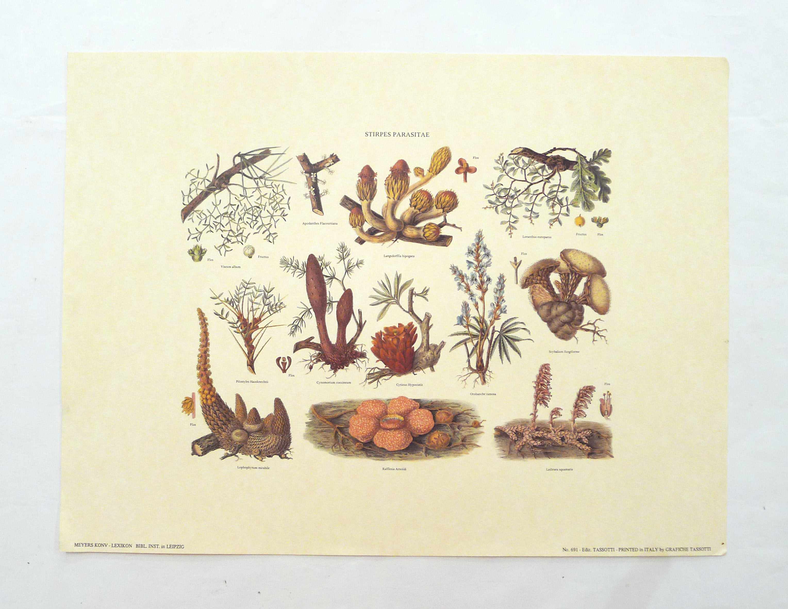 Mushrooms engraving board framed