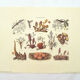 Mushrooms engraving board framed