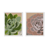 Duo of illustrations "Succulent" by Noums Atelier