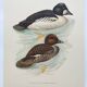 Ornithological board 60s - Goldeneye - Vintage bird illustration
