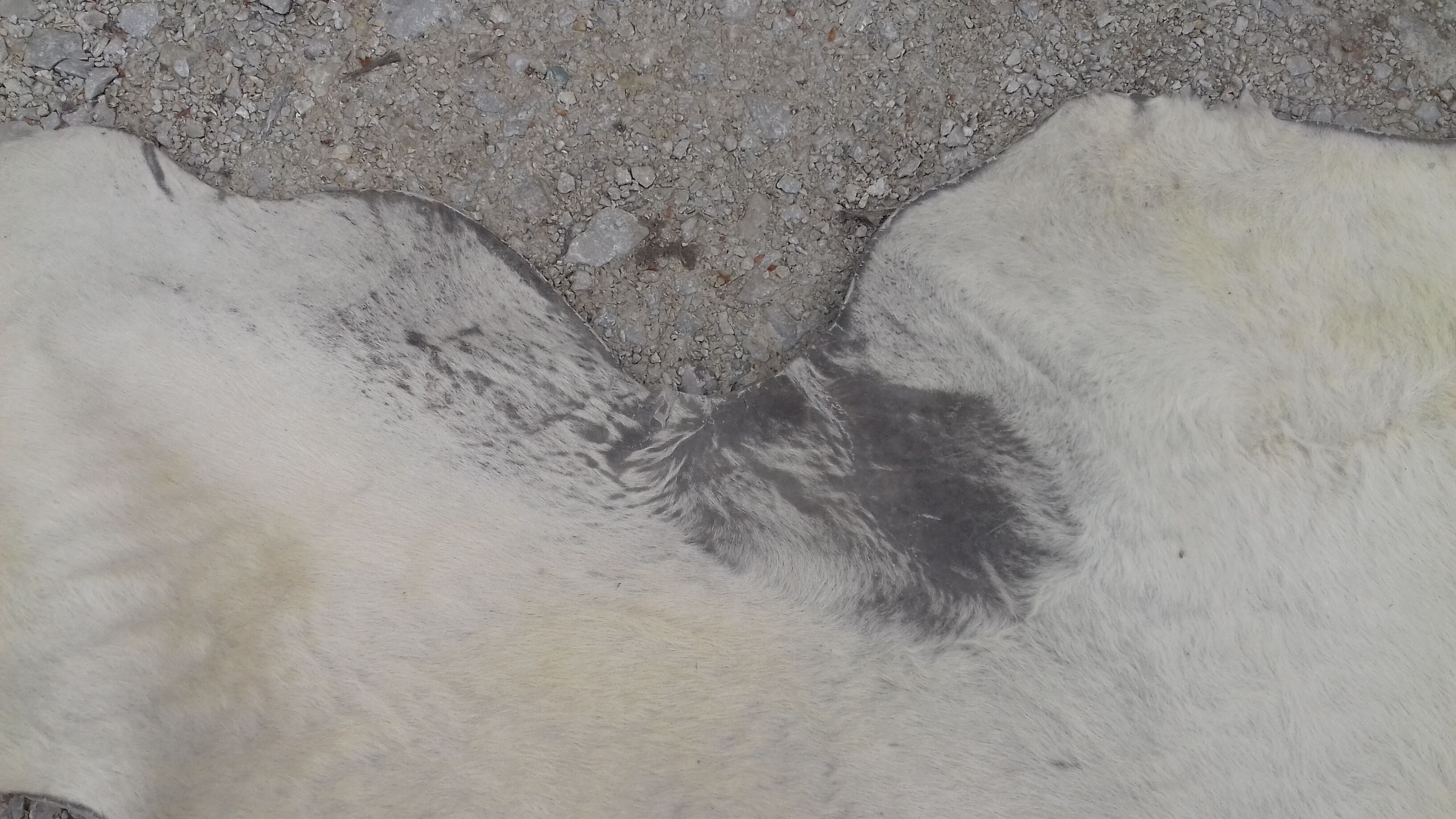 Cowhide rug 158x160cm