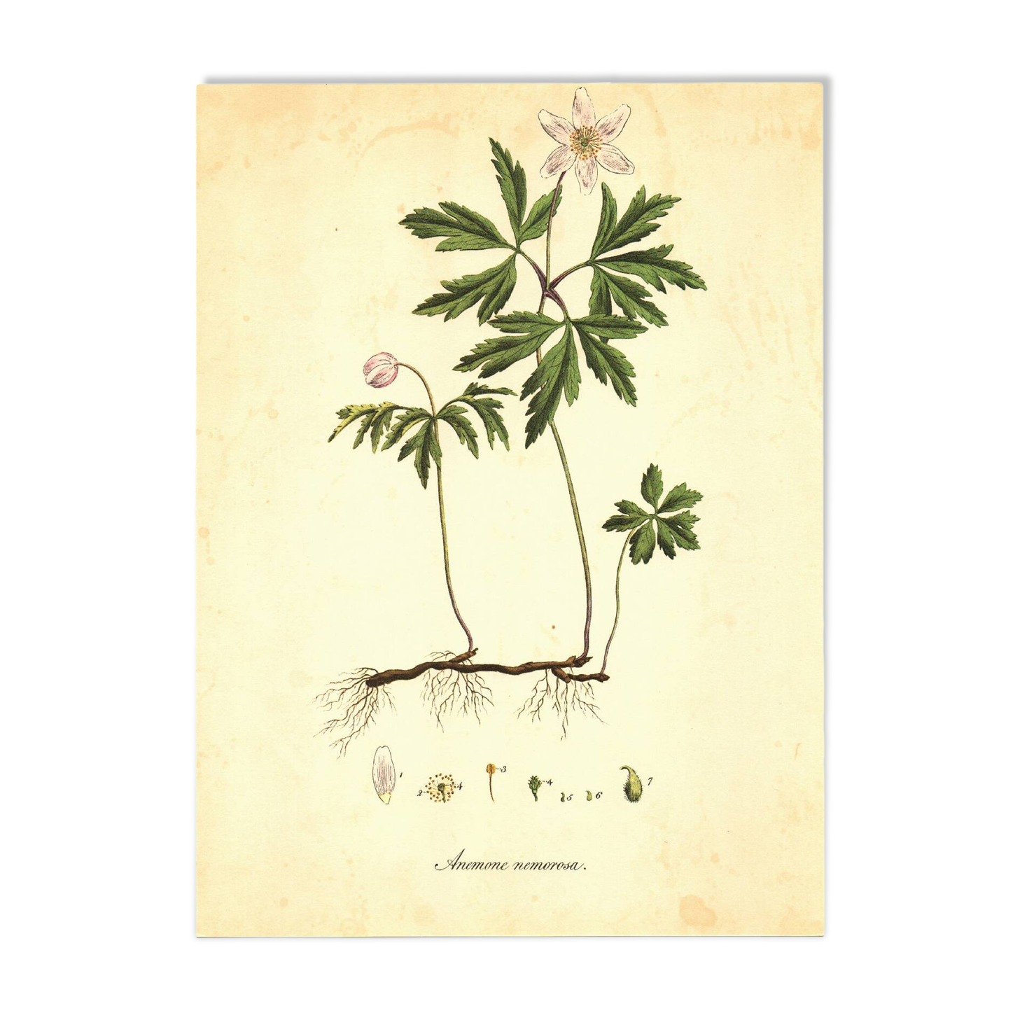 Illustration ancienne 1959 - Anémone des bois. Planche de fleurs naturel