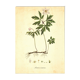 Illustration ancienne 1959 - Anémone des bois. Planche de fleurs naturel