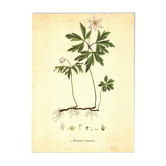 Illustration ancienne 1959 - Anémone des bois. Planche de fleurs naturel