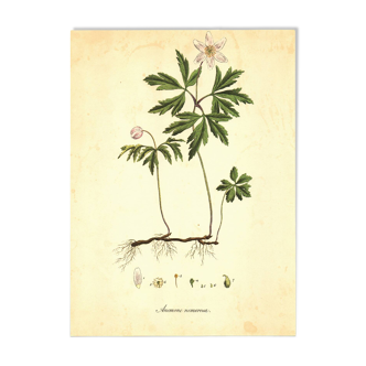 Old illustration 1959 - Wood anemone. Natural flower plate.