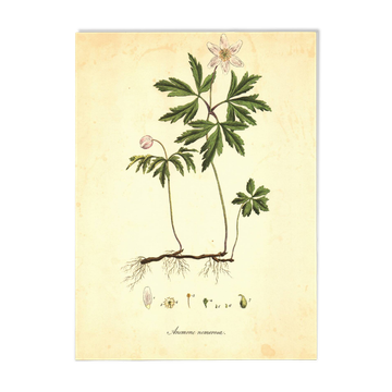 Illustration ancienne 1959 - Anémone des bois. Planche de fleurs naturel