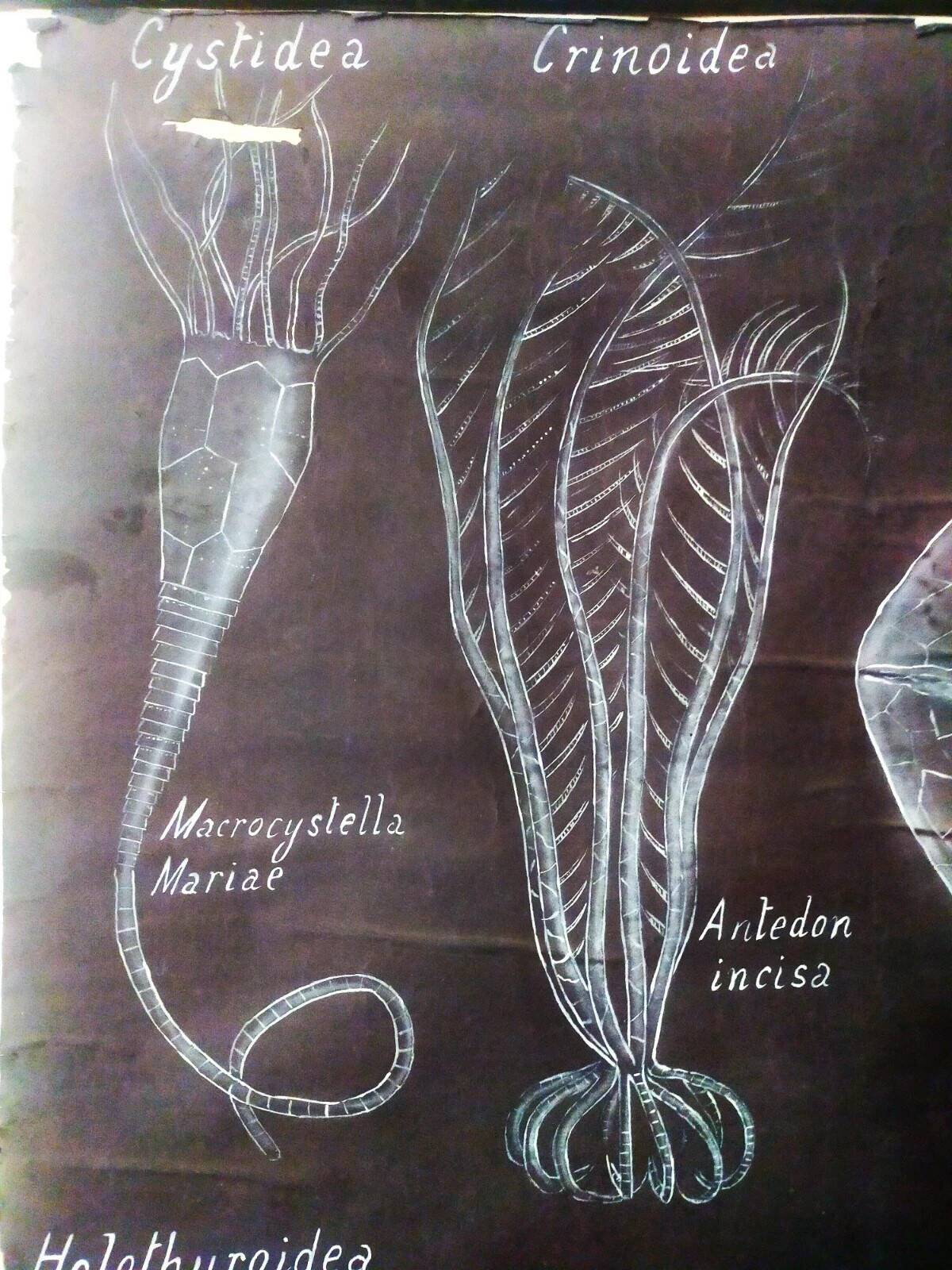 Rare educational grand tableau hand-drawn of extinct echinoderms, 19th century.