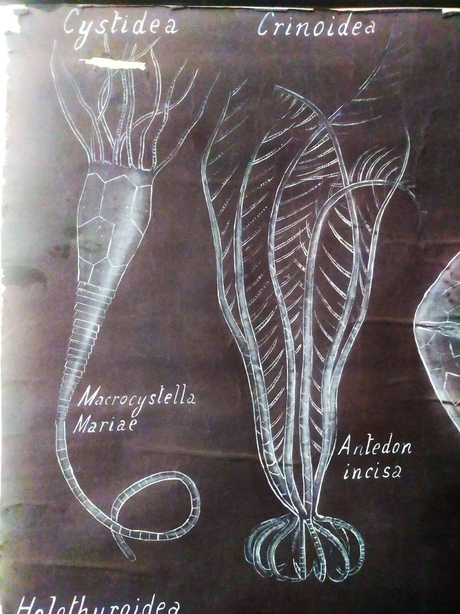 Rare educational grand tableau hand-drawn of extinct echinoderms, 19th century.