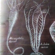 Rare educational grand tableau hand-drawn of extinct echinoderms, 19th century.