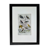 Original Ornithological Plate " Troupiale, Cassique Jaune, Rouge,... - Buffon 1838