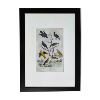 Planche Ornithologique originale " Troupiale, Cassique Jaune, Rouge,... - Buffon 1838