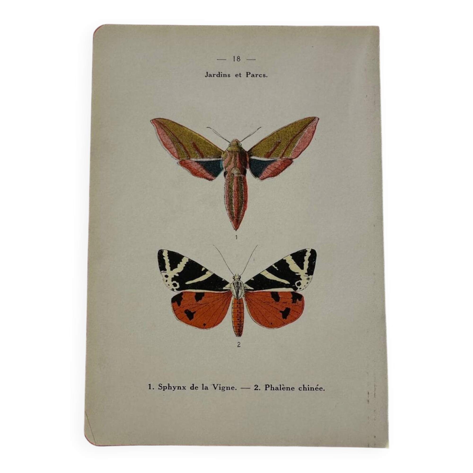 Botanical engraving plant France double-sided naturalist plate