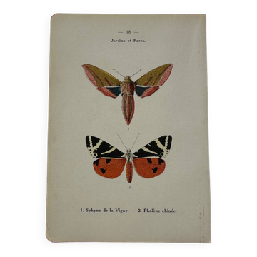 Botanical engraving plant France double-sided naturalist plate
