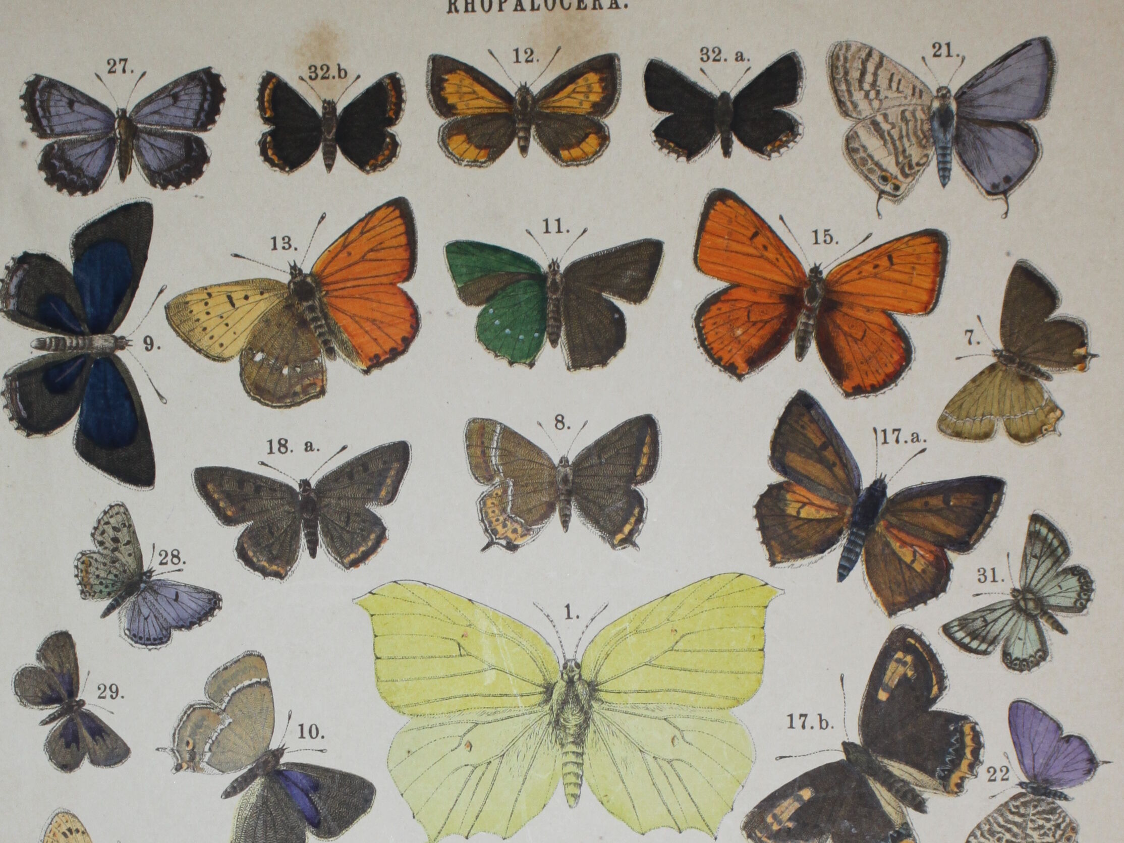 Rhamni butterflies, illustration from 1887 antique print, lepidoptere original insect plate