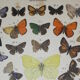 Rhamni butterflies, illustration from 1887 antique print, lepidoptere original insect plate