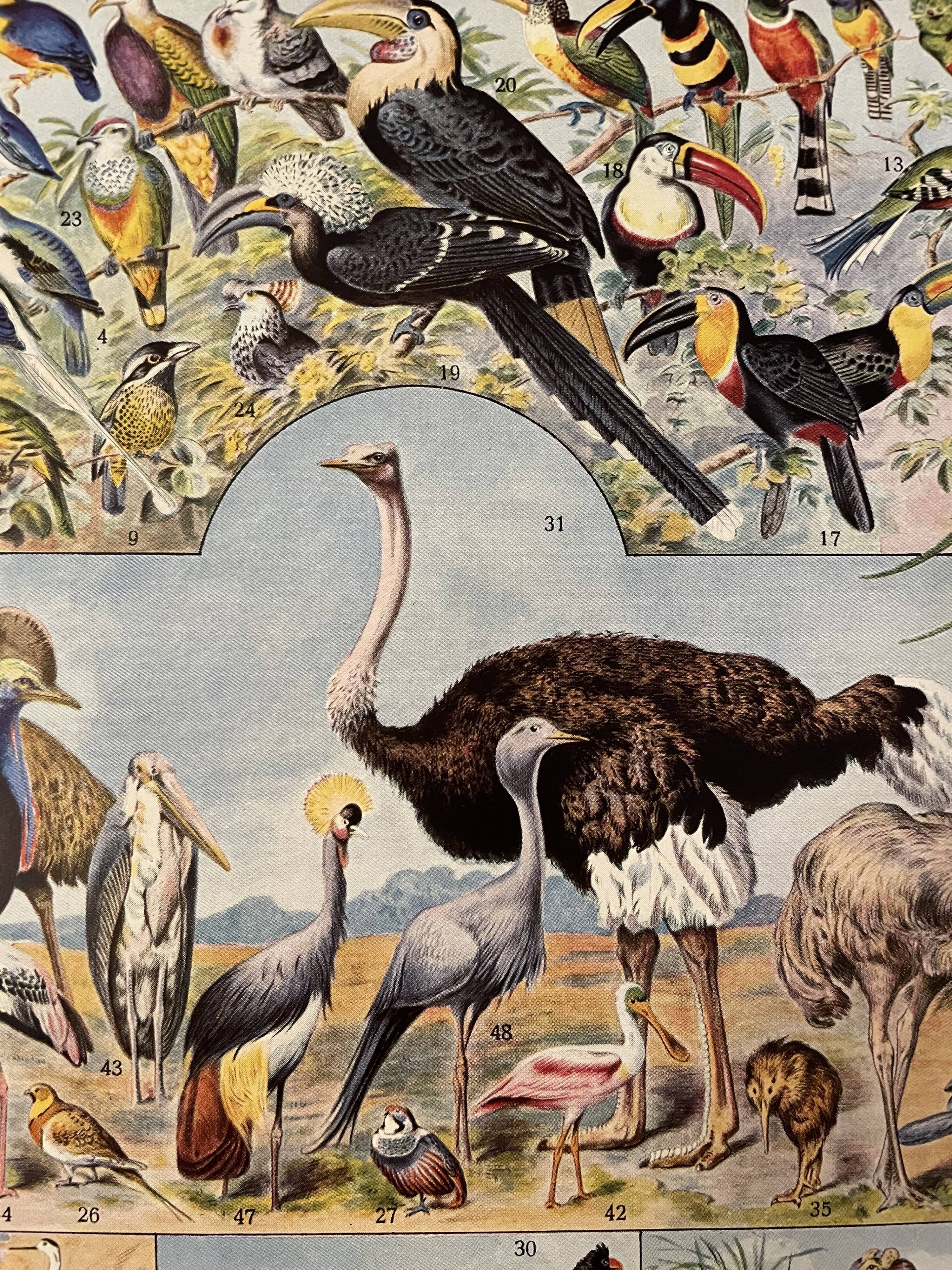 Lithographie gravure sur les oiseaux (autruche) de 1928